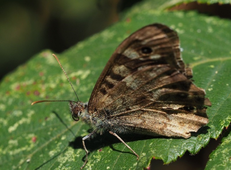 speckled wood 2019C.jpg