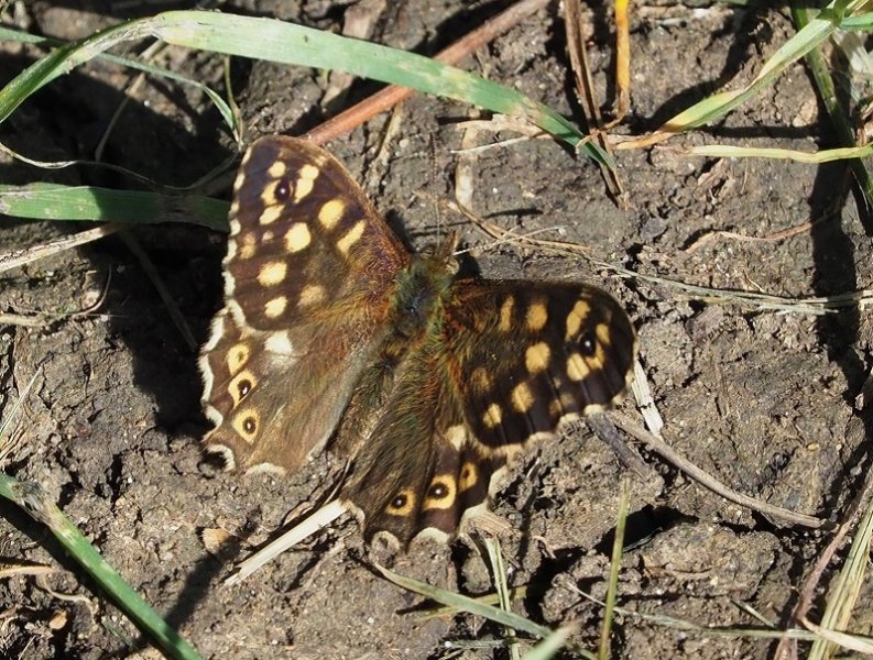 speckled wood 2020A.jpg