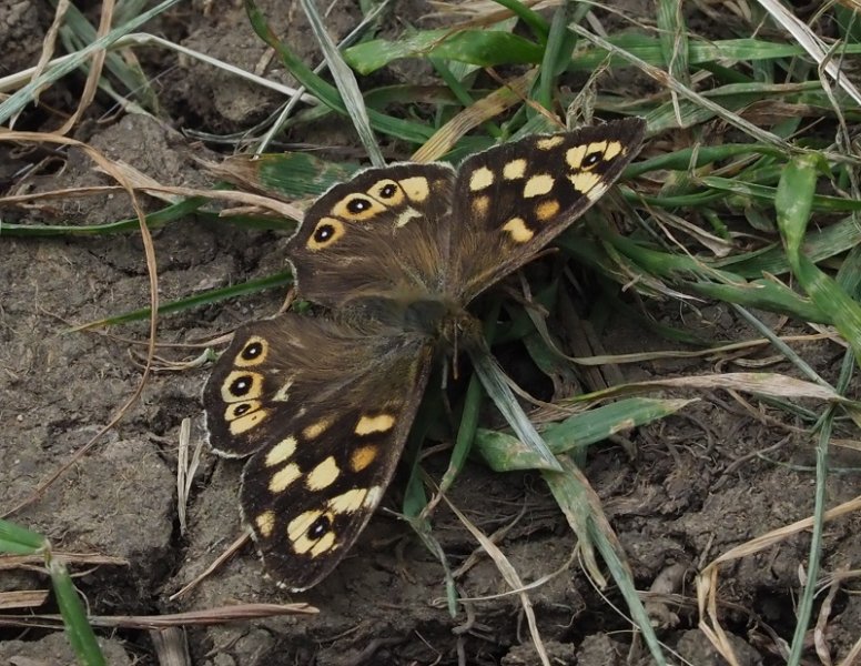 speckled wood 2020C.jpg