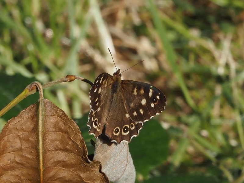 speckled wood 2020D.jpg