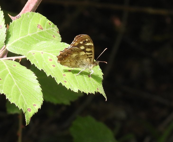 Speckled Wood.JPG