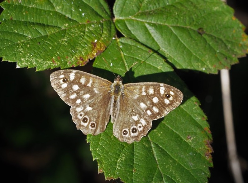 specky wood.jpg