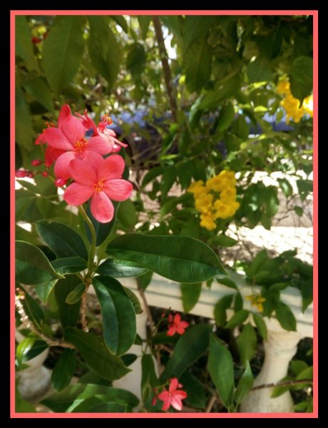 Spicy & Ginger May.jpg