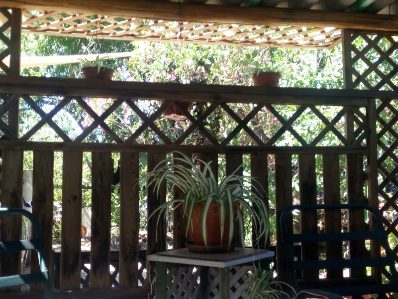 Spider Jungle Room 20 Jun.jpg