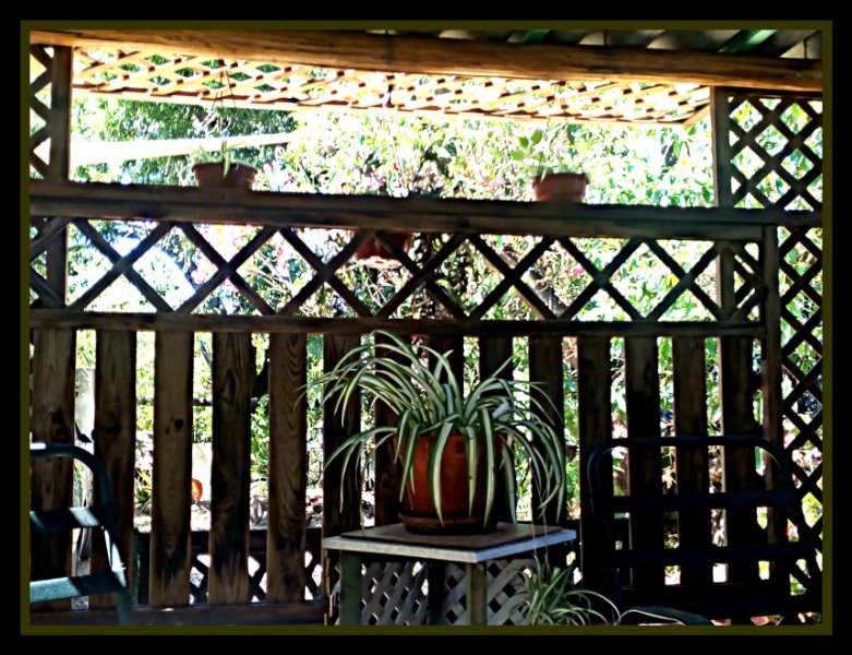 Spider Jungle Room 20 Jun.jpg