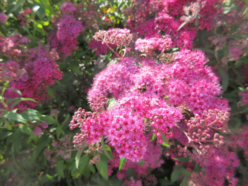 SPIRAEA  JAPONICA 17-07-2021 10-41-41.JPG
