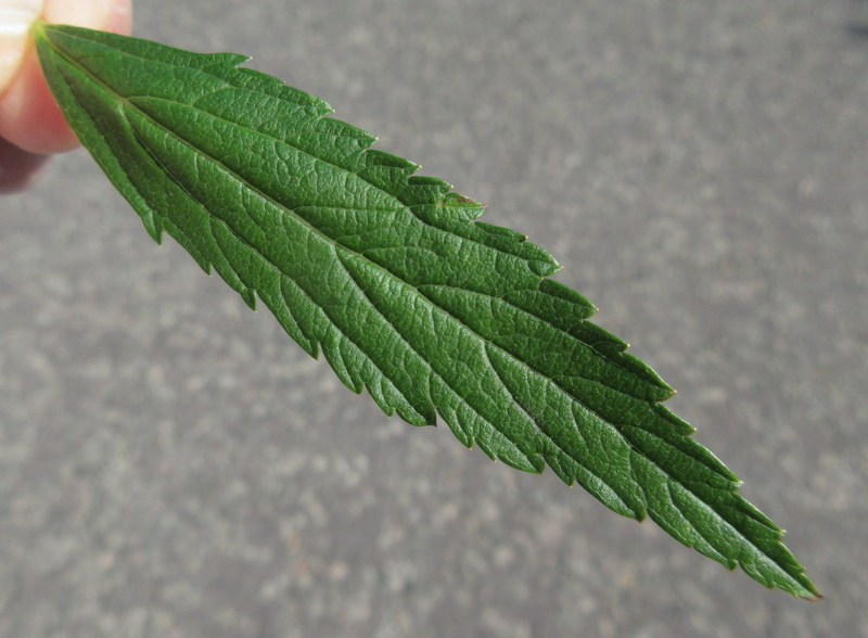 SPIRAEA  JAPONICA 17-07-2021 10-42-27.JPG