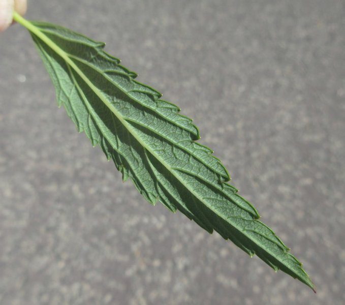 SPIRAEA  JAPONICA 17-07-2021 10-42-49.JPG