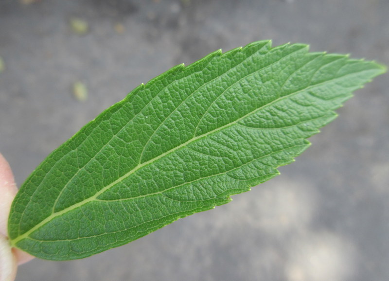 SPIRAEA  JAPONICA  ALBIFLORA 16-07-2021 11-06-04.JPG