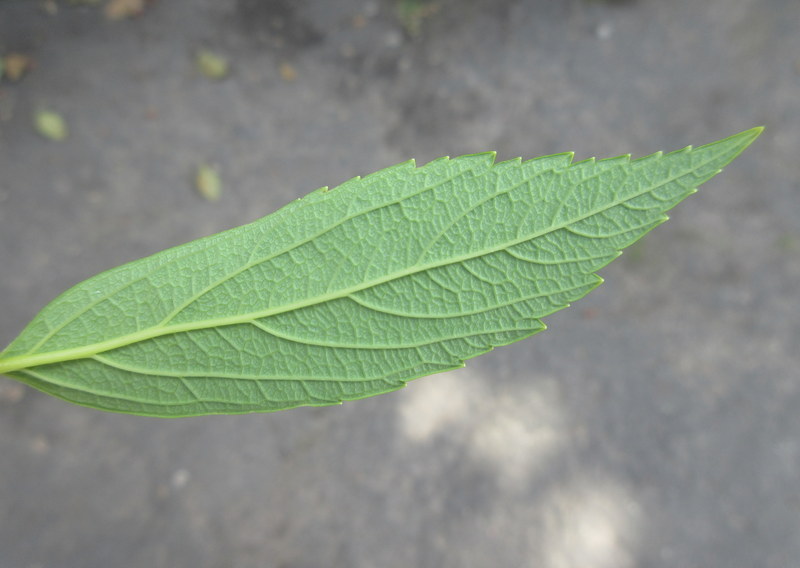 SPIRAEA  JAPONICA  ALBIFLORA 16-07-2021 11-06-28.JPG