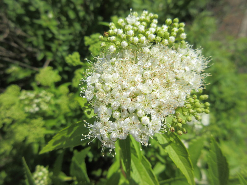 SPIRAEA  JAPONICA  ALBIFLORA 17-07-2021 10-50-29.JPG