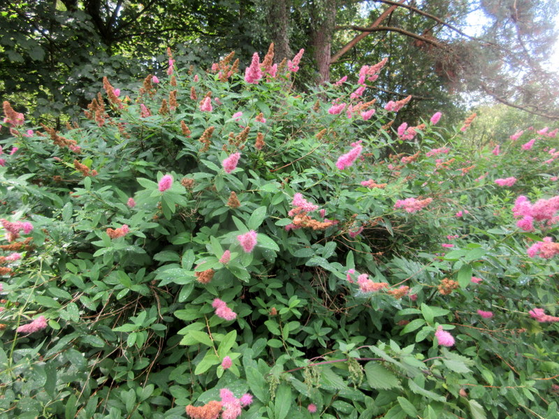 SPIRAEA  SALICIFOLIA 08-08-2021 11-47-21.JPG