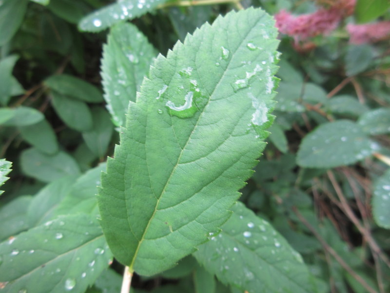 SPIRAEA  SALICIFOLIA 08-08-2021 11-47-44.JPG