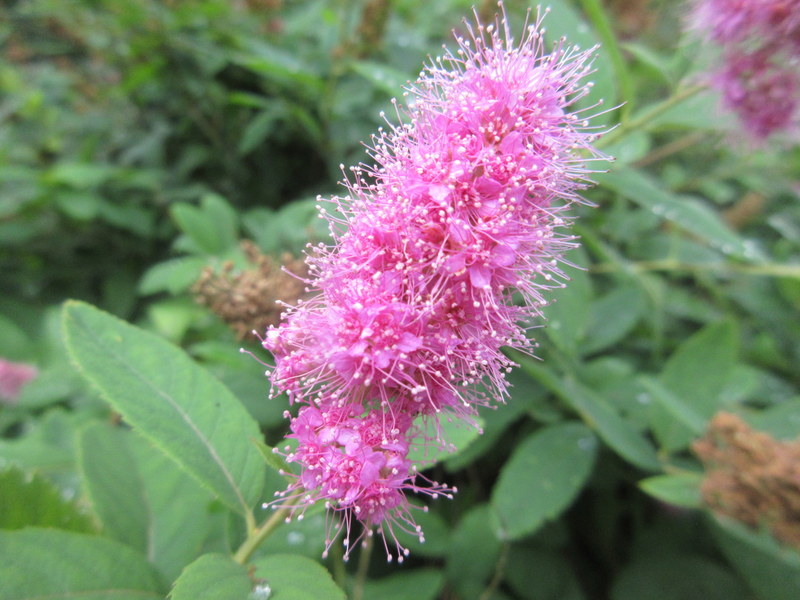 SPIRAEA  SALICIFOLIA 08-08-2021 11-48-04.JPG