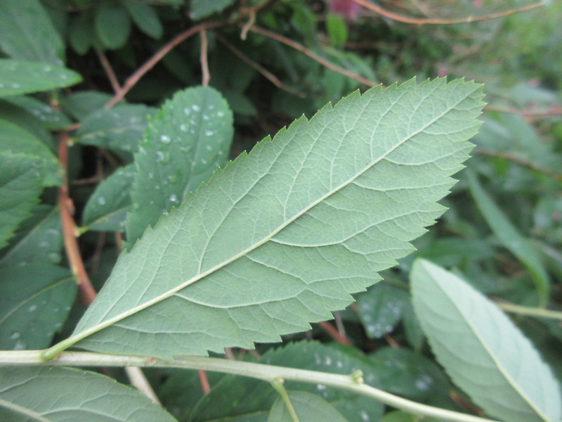SPIRAEA  SALICIFOLIA 08-08-2021 11-48-26.JPG