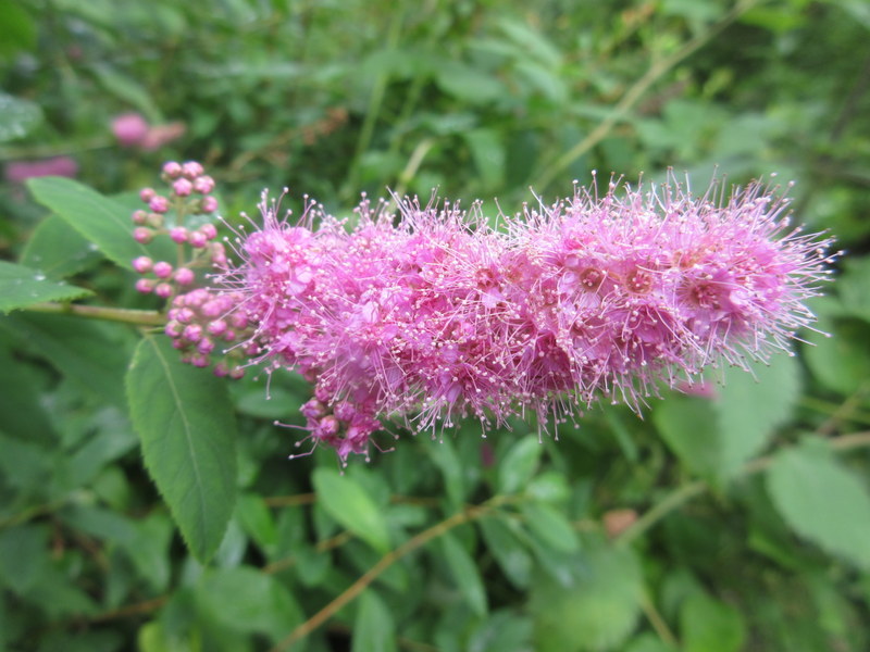 SPIRAEA  SALICIFOLIA 08-08-2021 11-48-52.JPG