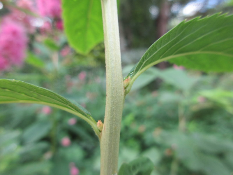 SPIRAEA  SALICIFOLIA 08-08-2021 11-49-21.JPG