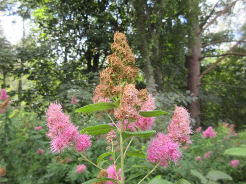 SPIRAEA  SALICIFOLIA 08-08-2021 11-49-32.JPG