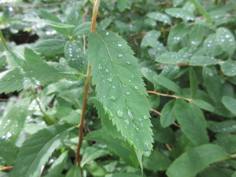 SPIRAEA  SALICIFOLIA 08-08-2021 11-50-12.JPG