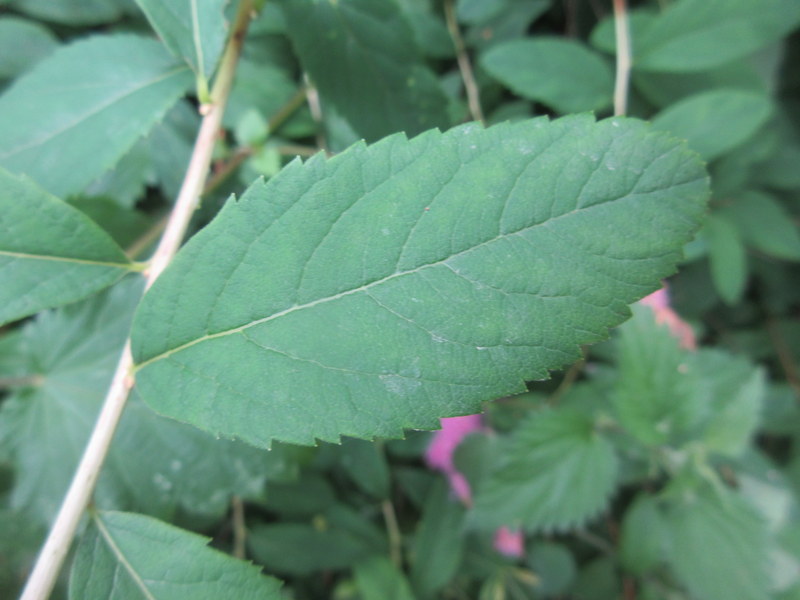 SPIRAEA  SALICIFOLIA 08-08-2021 15-39-28.JPG