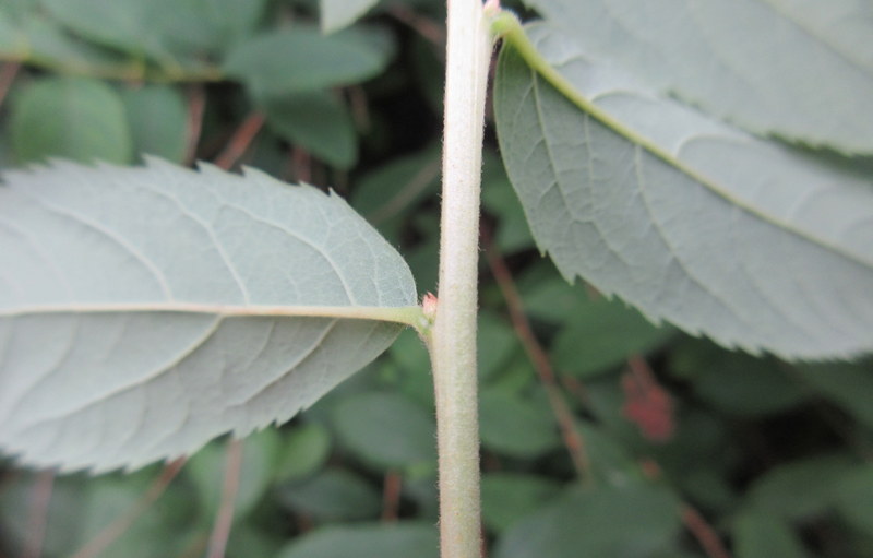 SPIRAEA  SALICIFOLIA 08-08-2021 15-40-28.JPG