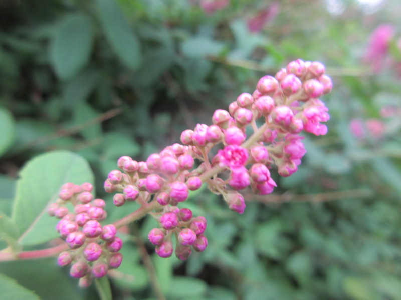 SPIRAEA  SALICIFOLIA 08-08-2021 15-40-46.JPG