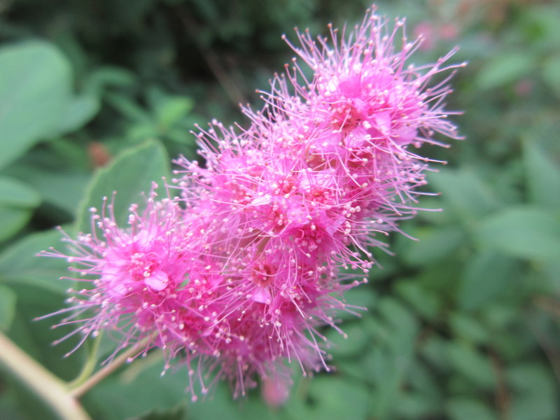 SPIRAEA  SALICIFOLIA 08-08-2021 15-41-13.JPG
