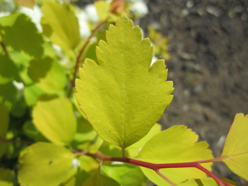 SPIRAEA  VANHOUTTEI  GOLD  FOUNTAIN 25-04-2011 11-34-54.JPG