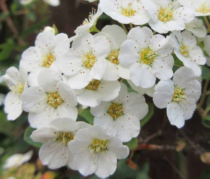 SPIRAEA  X  VANHOUTTEI 06-06-2020 11-28-044.JPG