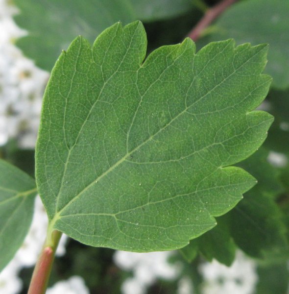 SPIRAEA  X  VANHOUTTEI  17-05-2024 09-12-52.JPG