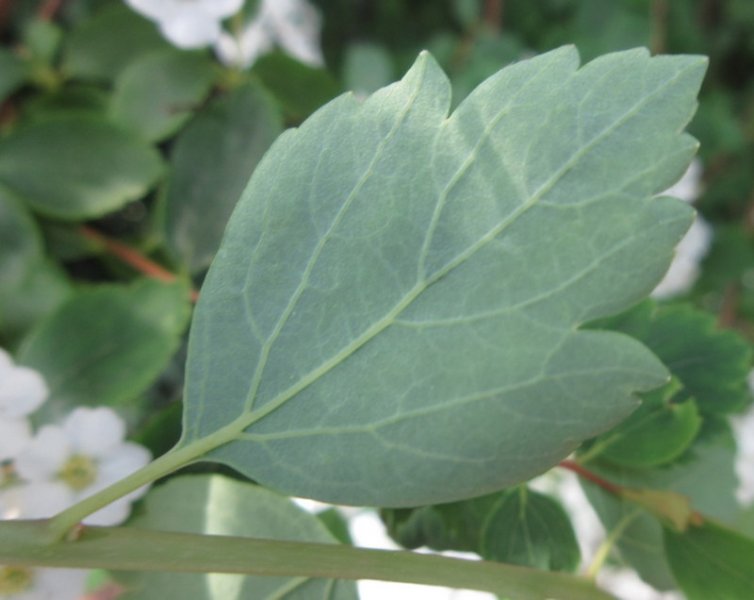 SPIRAEA  X  VANHOUTTEI  17-05-2024 09-13-32.JPG