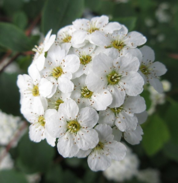 SPIRAEA  X  VANHOUTTEI  17-05-2024 09-15-016.JPG