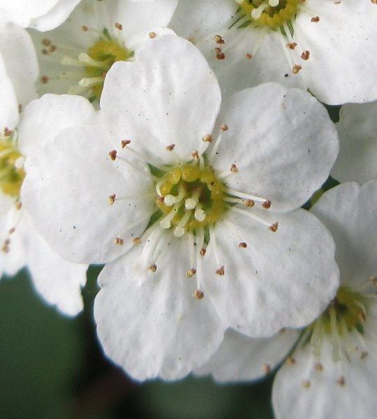 SPIRAEA  X  VANHOUTTEI  17-05-2024 09-15-15.JPG