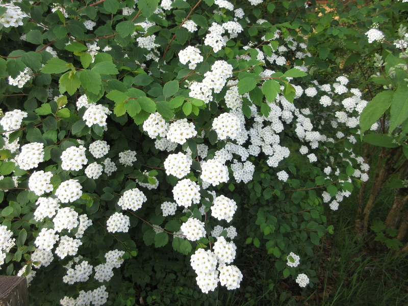 SPIRAEA  X  VANHOUTTEI  17-05-2024 09-15-28.JPG