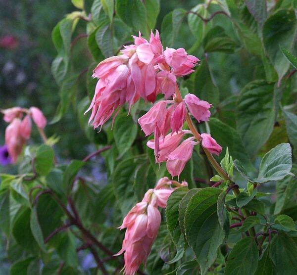 splendens pink 01.JPG