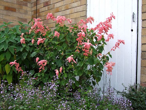 splendens pink 03.JPG