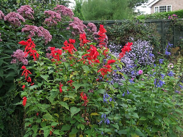 splendens red 03.JPG