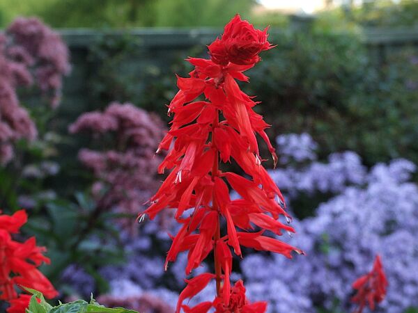 splendens red 05.JPG