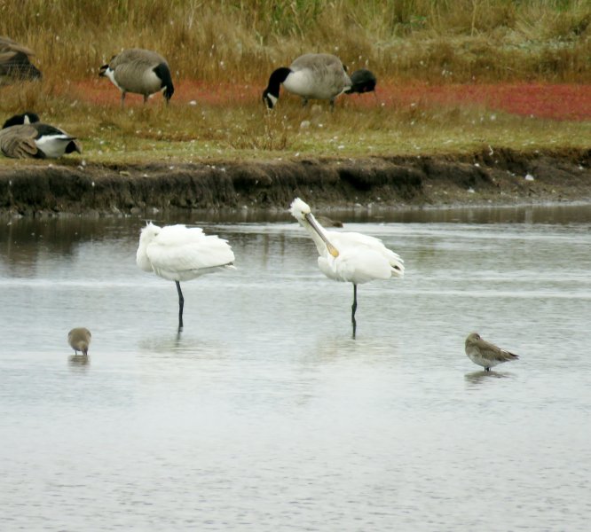 SPOONBILL 1.JPG