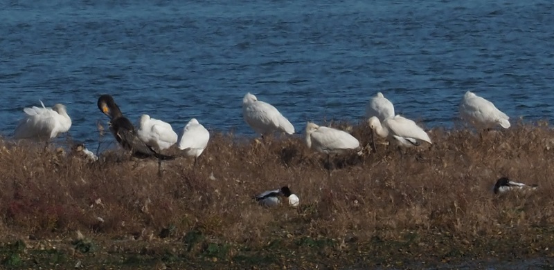 spoonbills.jpg