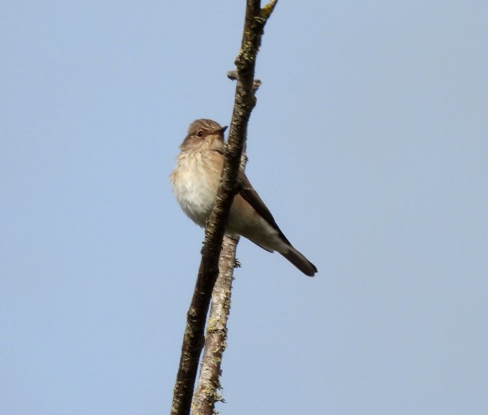 Spotted Flycatcher 2.jpg