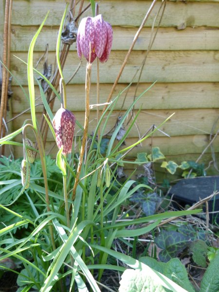 Spring  20 April  2013 006.JPG