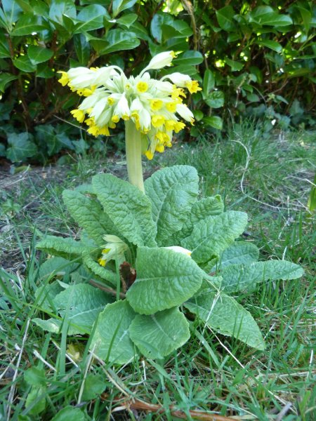 Spring  20 April  2013 008.JPG