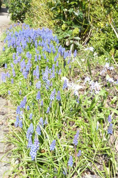 Spring  20 April  2013 012.JPG