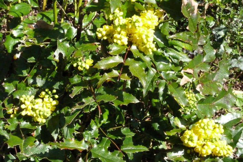 Spring  20 April  2013 013.JPG