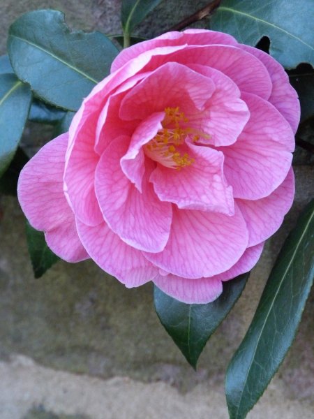 Spring  20 April  2013 019.JPG