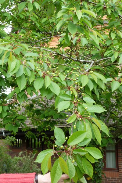 Spring cherry tree 007.JPG