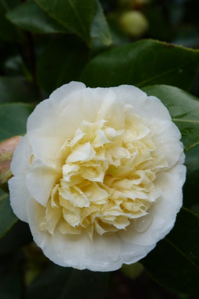 Spring flowers  12  4  2013 002.JPG