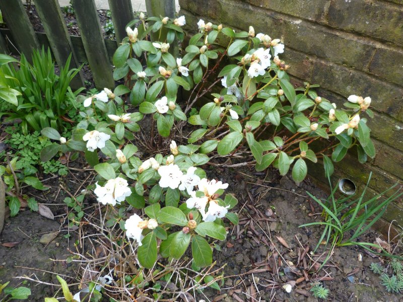 Spring flowers  12  4  2013 003.JPG