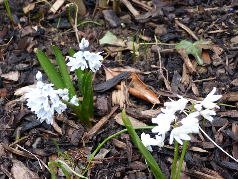 Spring flowers  12  4  2013 004.JPG